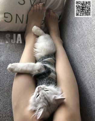 亲密的搭档